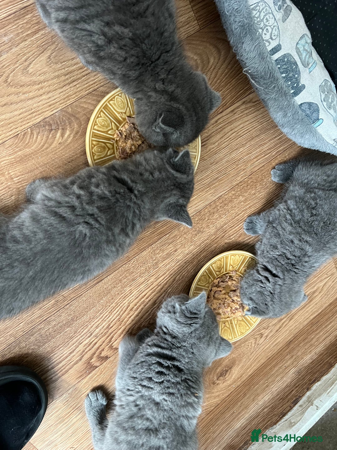 Brazilian Shorthair cats for sale: British Shorthair  - Image 9