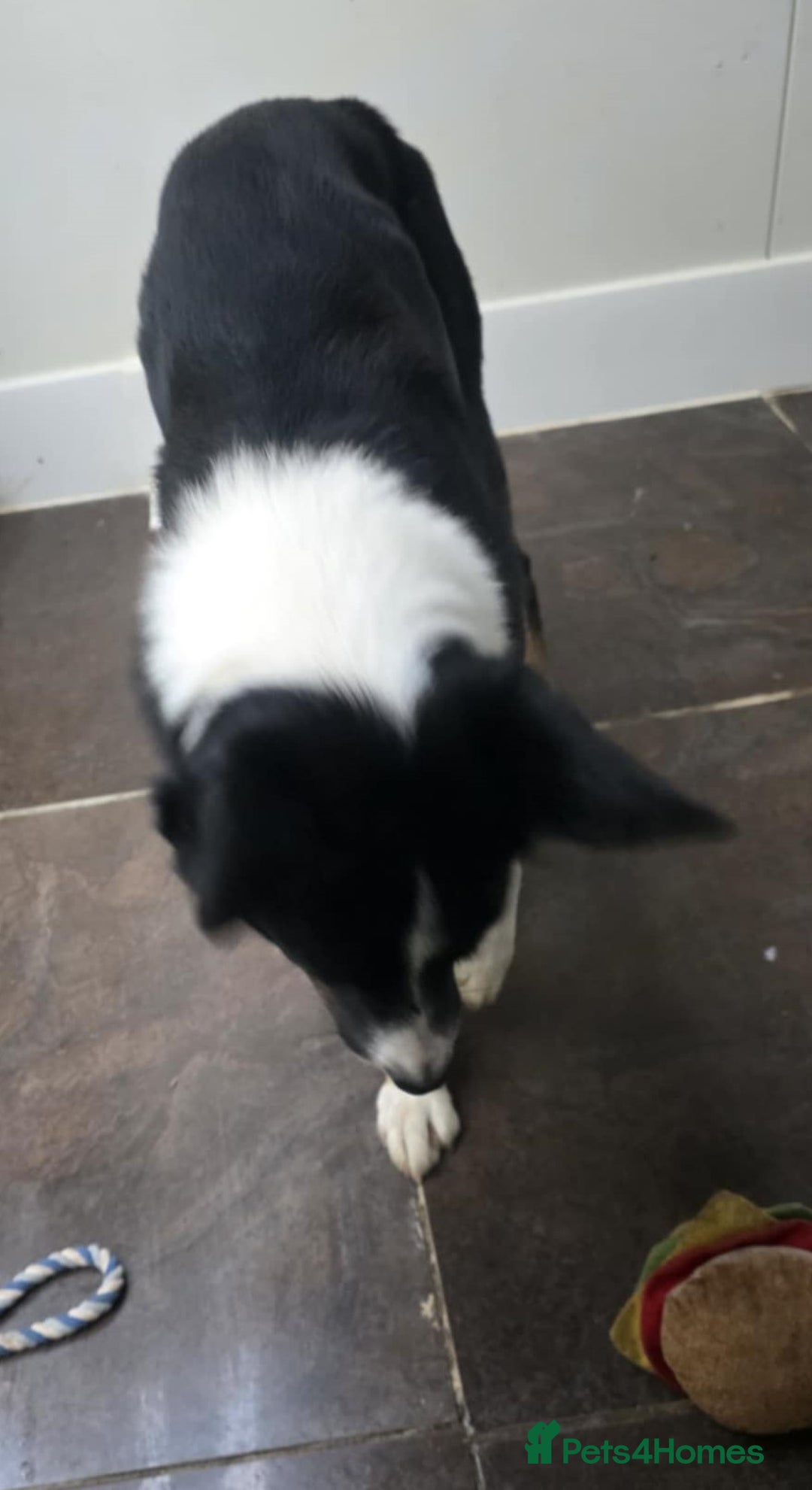 Border Collie dogs for adoption: MOLLY 2yr old Border Collie - Advert 3