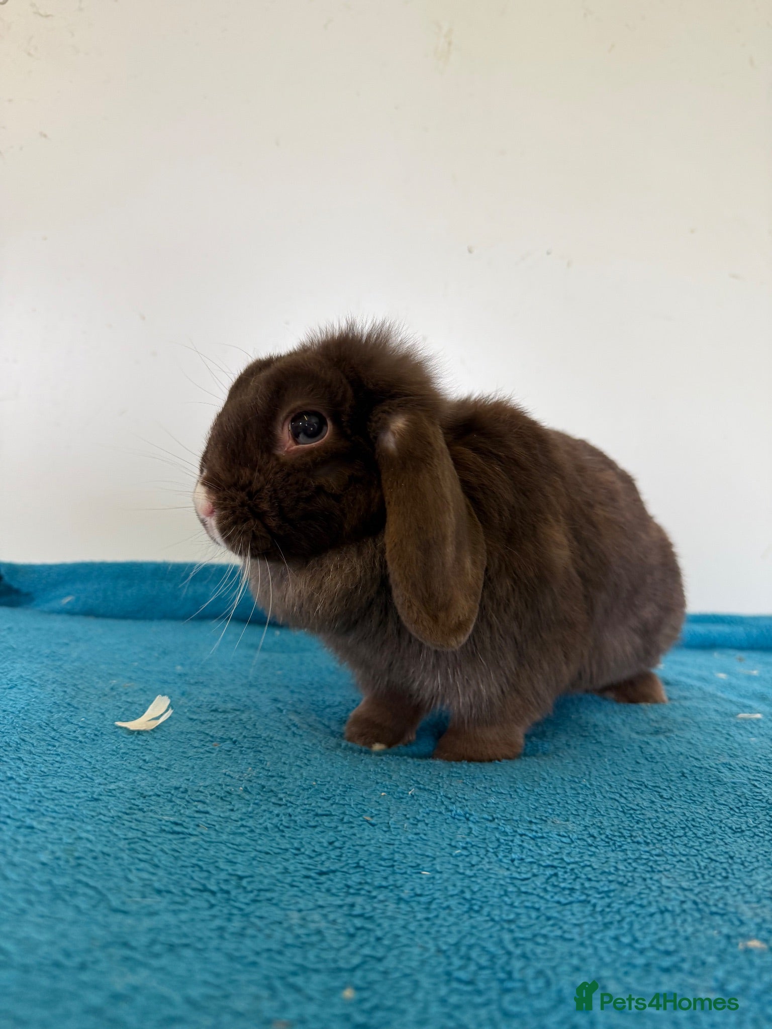 Mini Lop rabbits Pure breed mini lop adult female for sale  - Advert 10
