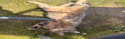 Bengal cats for sale: Tabby Bengal re home in Colchester - Advert 3