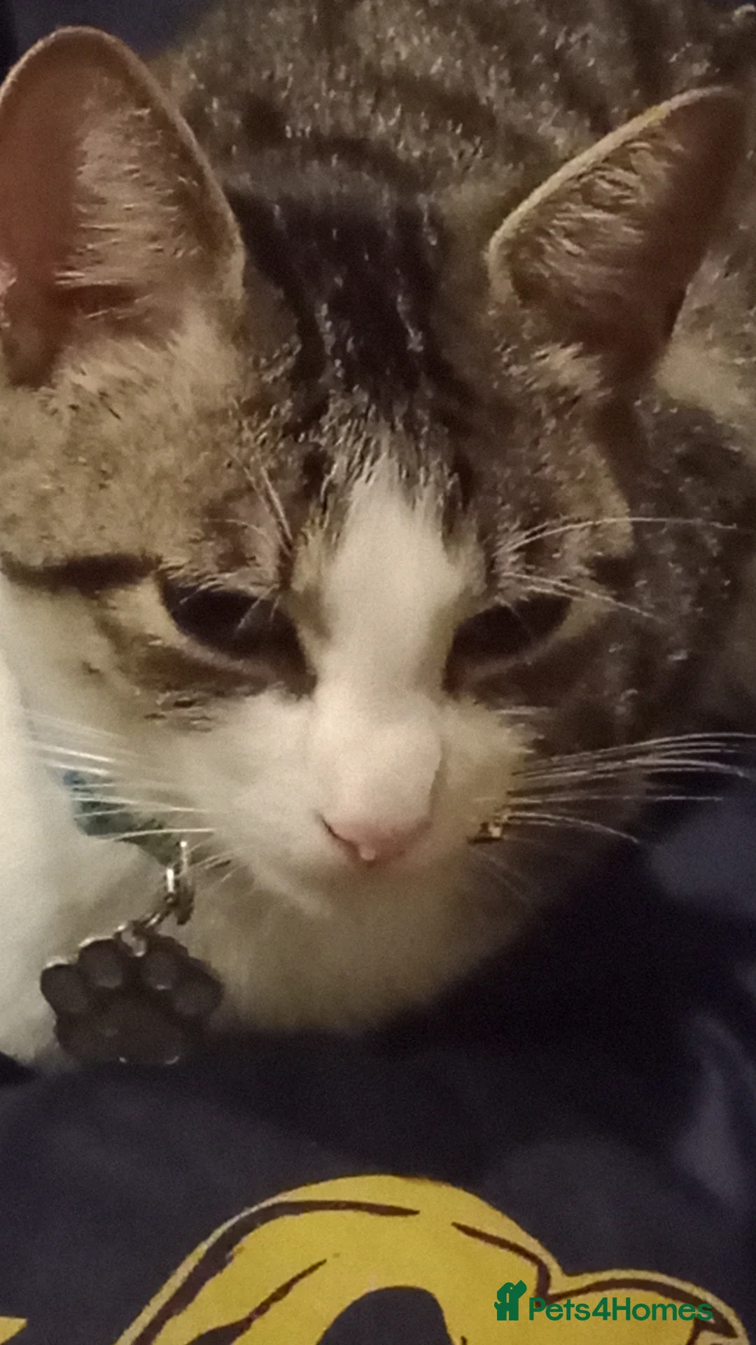 Mixed Breed cats for sale: 5 kittys  - Advert 2