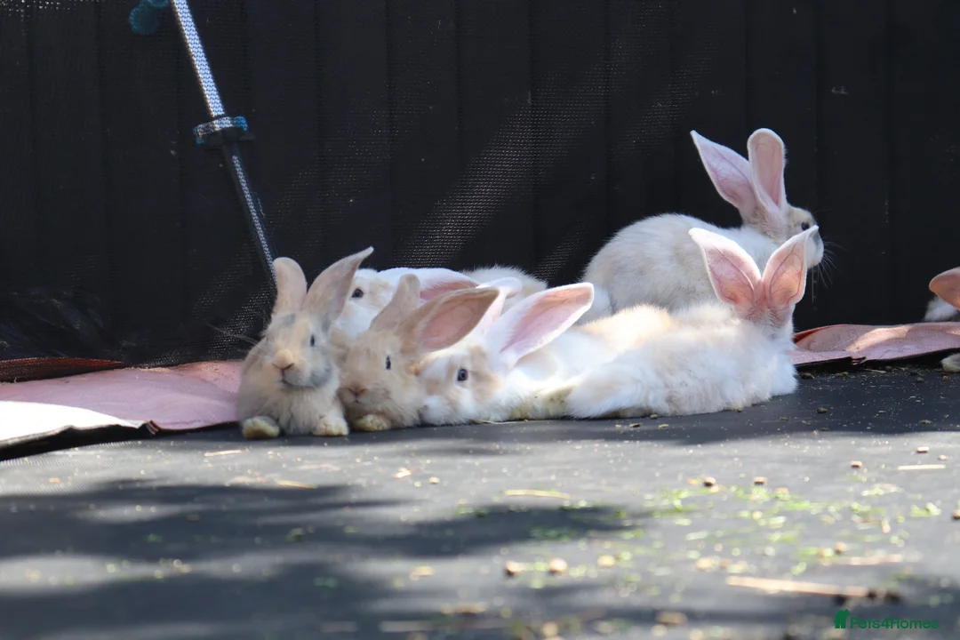Continental Giant rabbits for sale: Continental Giants  - Advert 19