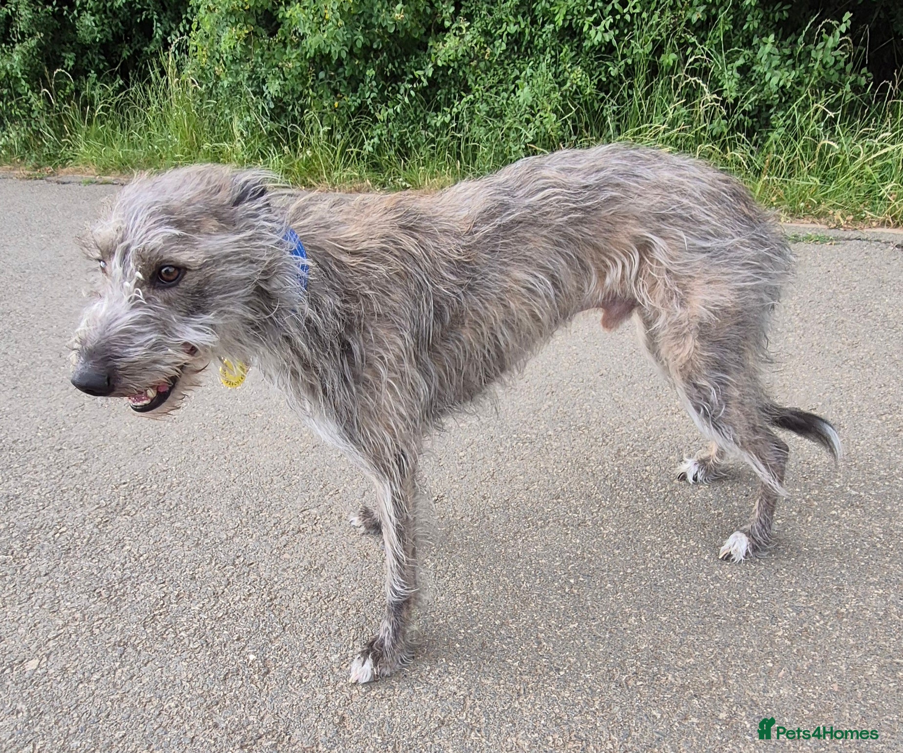 Mixed Breed dogs Bedlington Whippet  - Advert 1