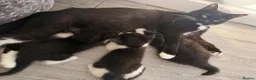 British Shorthair cats for sale: Black & white boy and girl kittens  - Advert 3