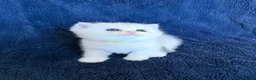 Scottish Fold cats for sale: Beautiful Scottish Fold & Straight Kittens - Advert 34