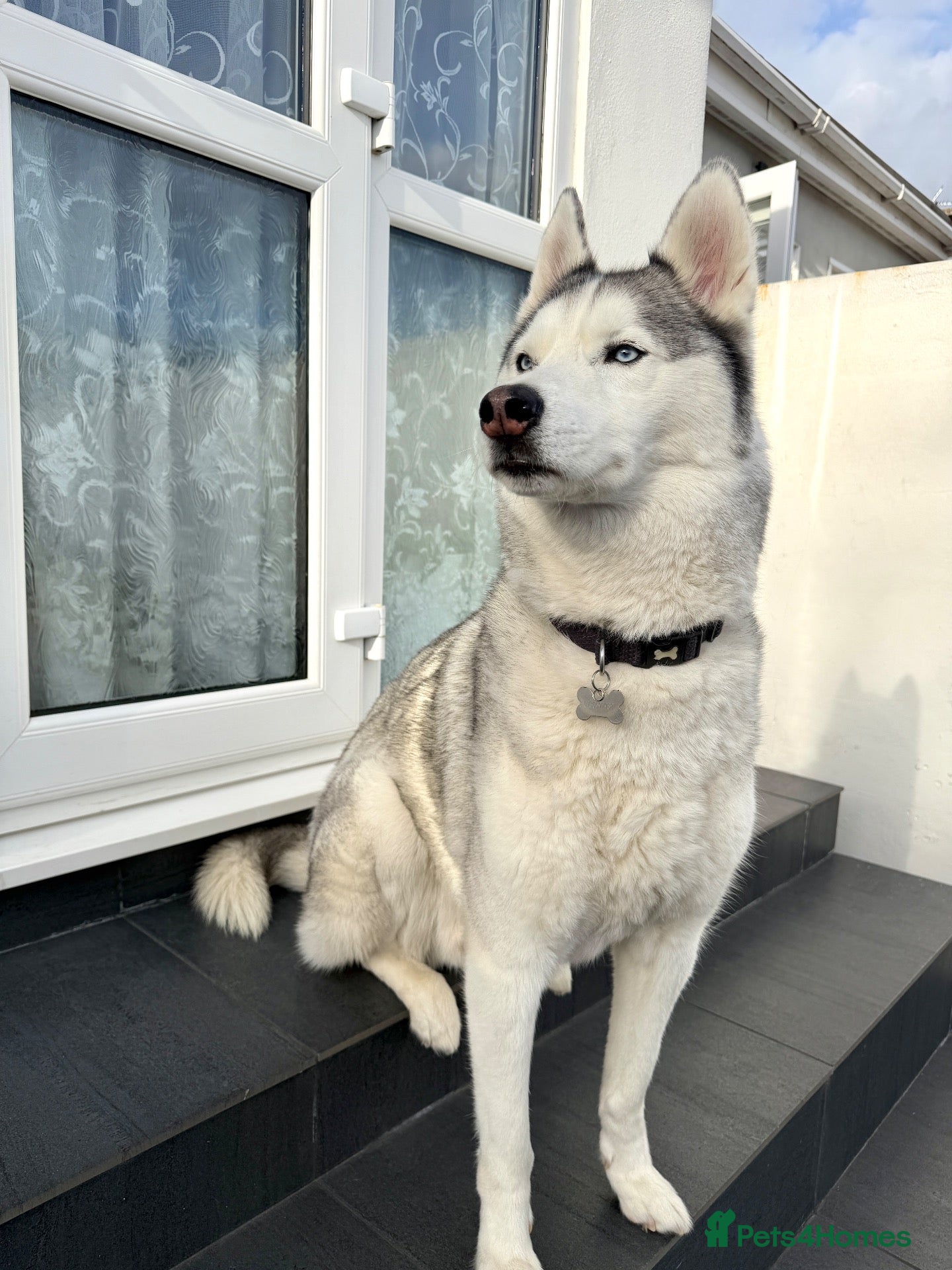 Siberian Husky dogs 7 Year Old Siberian Husky - Advert 11