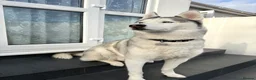 Siberian Husky dogs for sale: 7 Year Old Siberian Husky - Advert 1