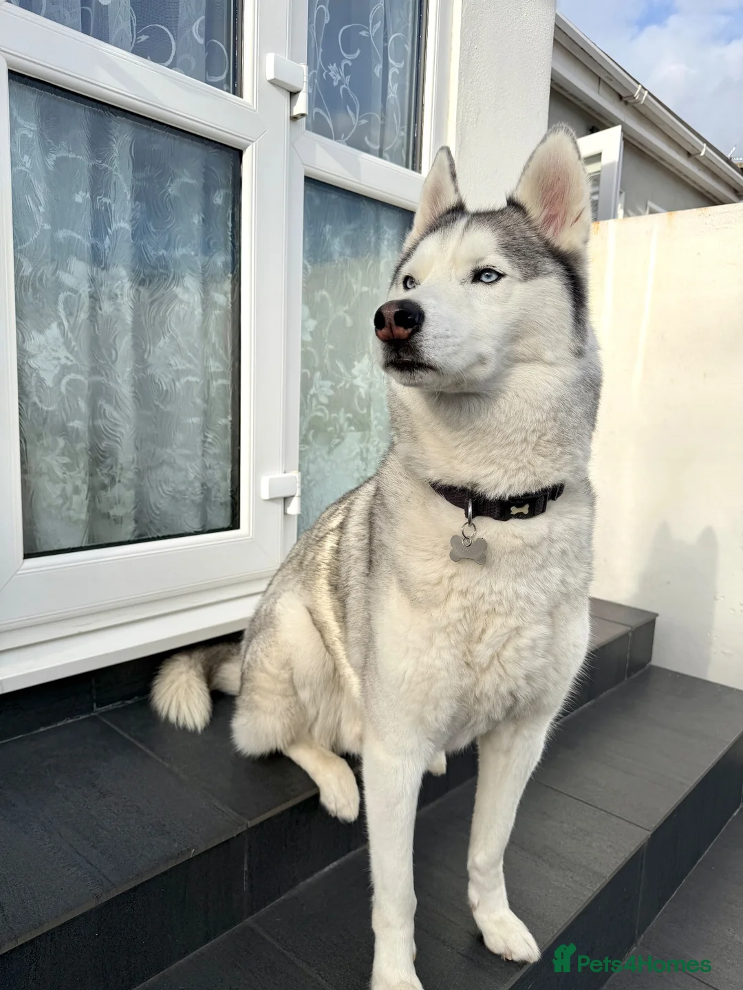 Siberian Husky dogs for sale: 7 Year Old Siberian Husky - Advert 1