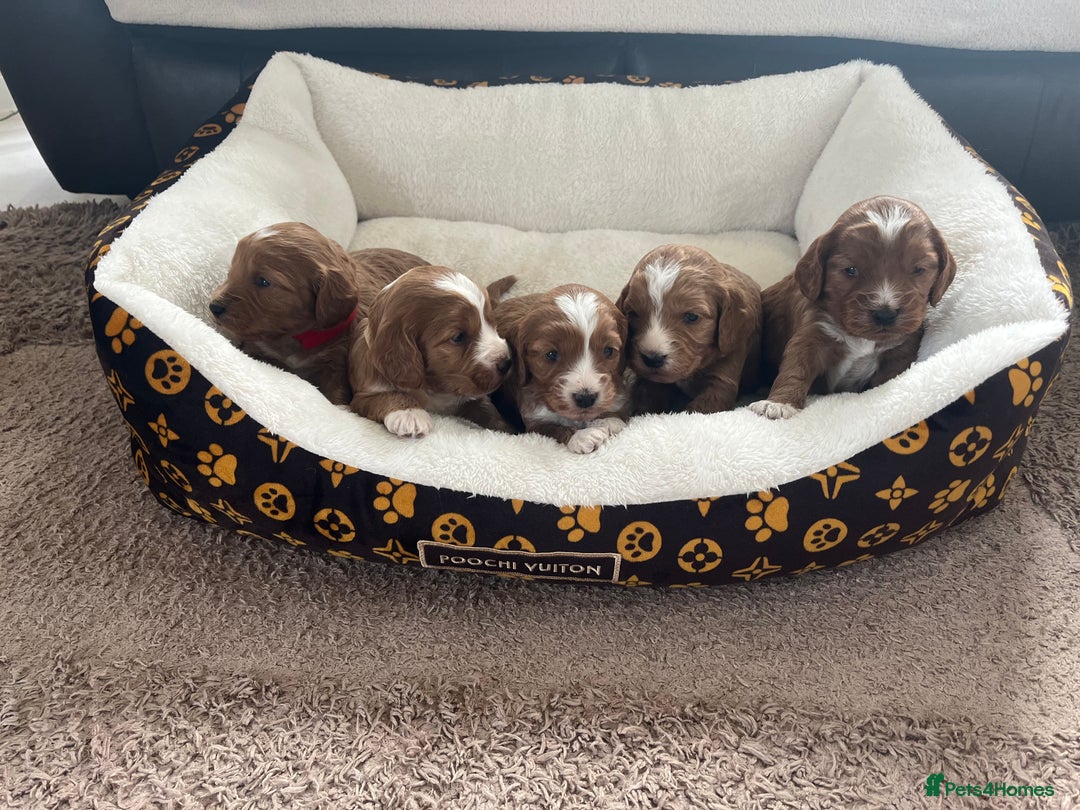 Cockapoo dogs for sale: Gorgeous cockapoo puppies for sale - Advert 19