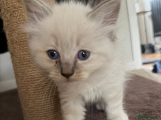 Ragdoll cats 💕Hcm/pkd clear ragdoll kittens 💕 - Advert 9