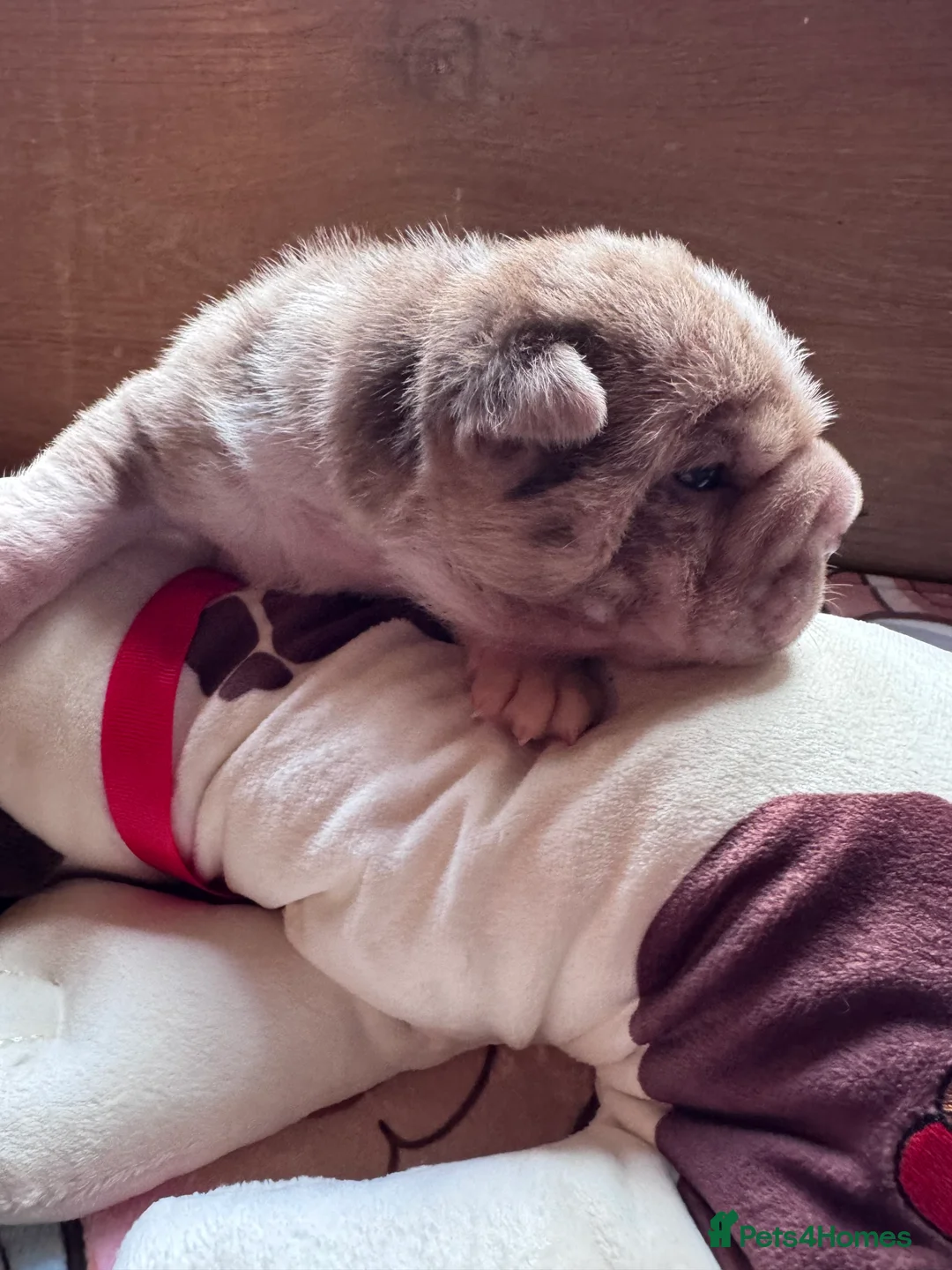 Shar Pei dogs for sale: Stunning Bullpei Puppies (Sharpei/English Bulldog) - Advert 9