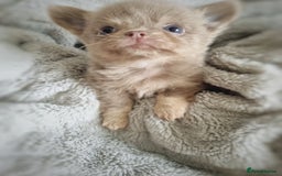 Chihuahua dogs for sale: 🐾 Exceptional lilac Chihuahua Puppies for Sale 🐾 - Image 3