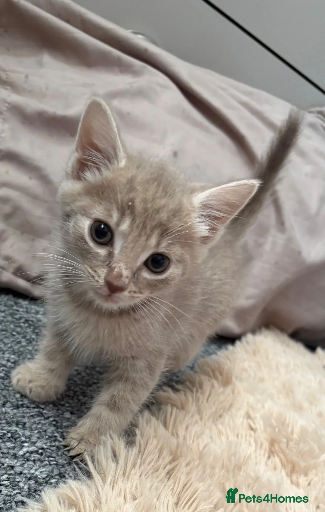 Mixed Breed cats for sale: Kittens for sale  - Advert 2