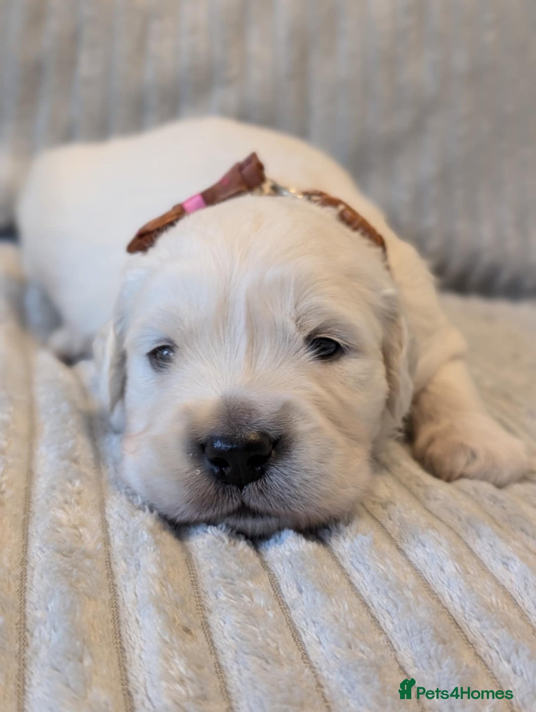 Golden Retriever dogs for sale: Golden Retriever KC - Image 3