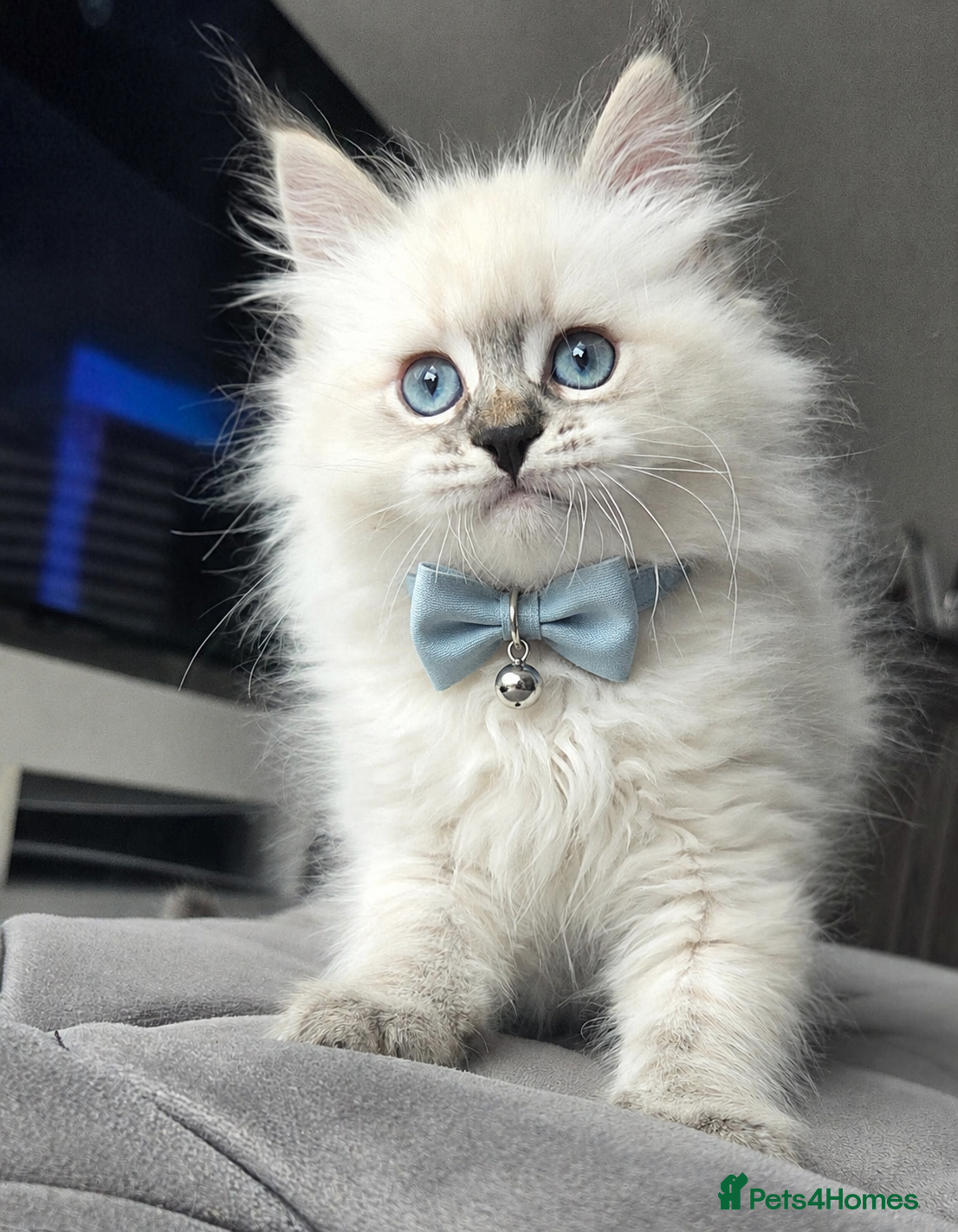 Siberian cats GCCF neva Champion bloodlines siberians - Advert 4