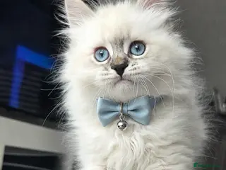 Siberian cats GCCF neva Champion bloodlines siberians - Advert 4