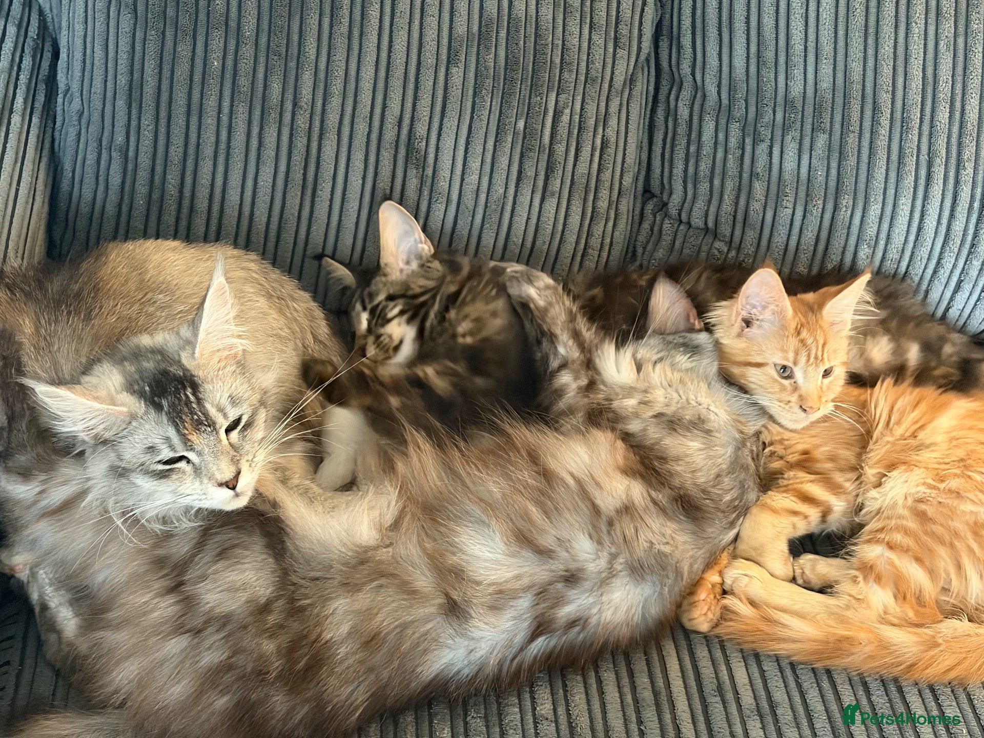 Maine Coon cats GCCF Registered Maine Coon kittens ❤️ - Advert 1