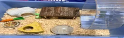 Hamster rodents for sale: Hamster, cage and extras  in Tamworth - Advert 3