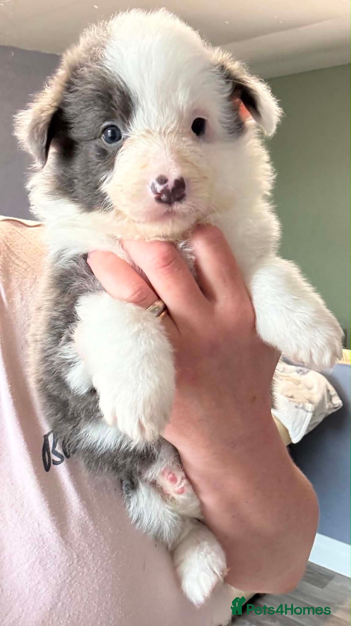 Border Collie dogs Outstanding Border Collie Puppies - Advert 2