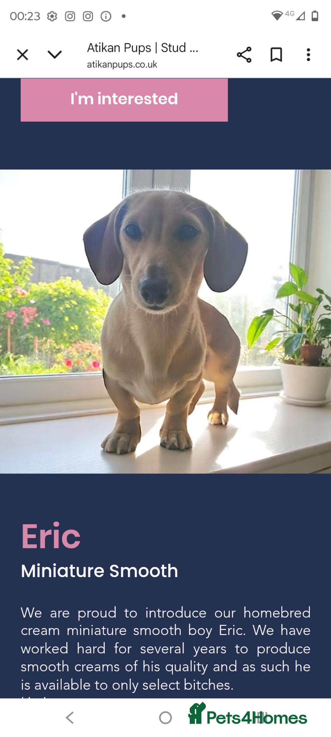 Miniature Dachshund dogs for sale: Perfect Mini Dachshund Girl 8 weeks old - Advert 14