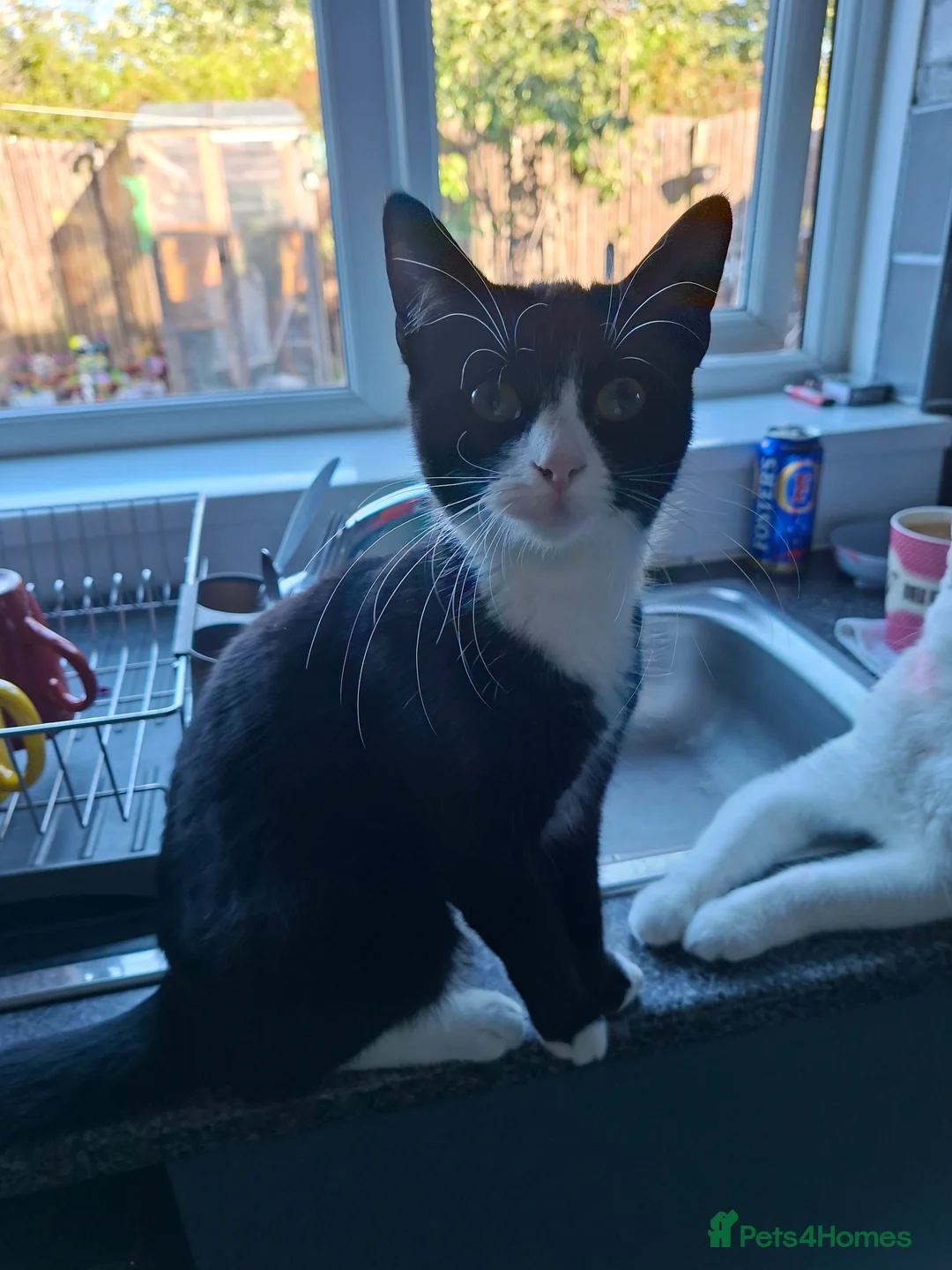 Mixed Breed cats for sale: Kittens for sale  in Blyth - Advert 2