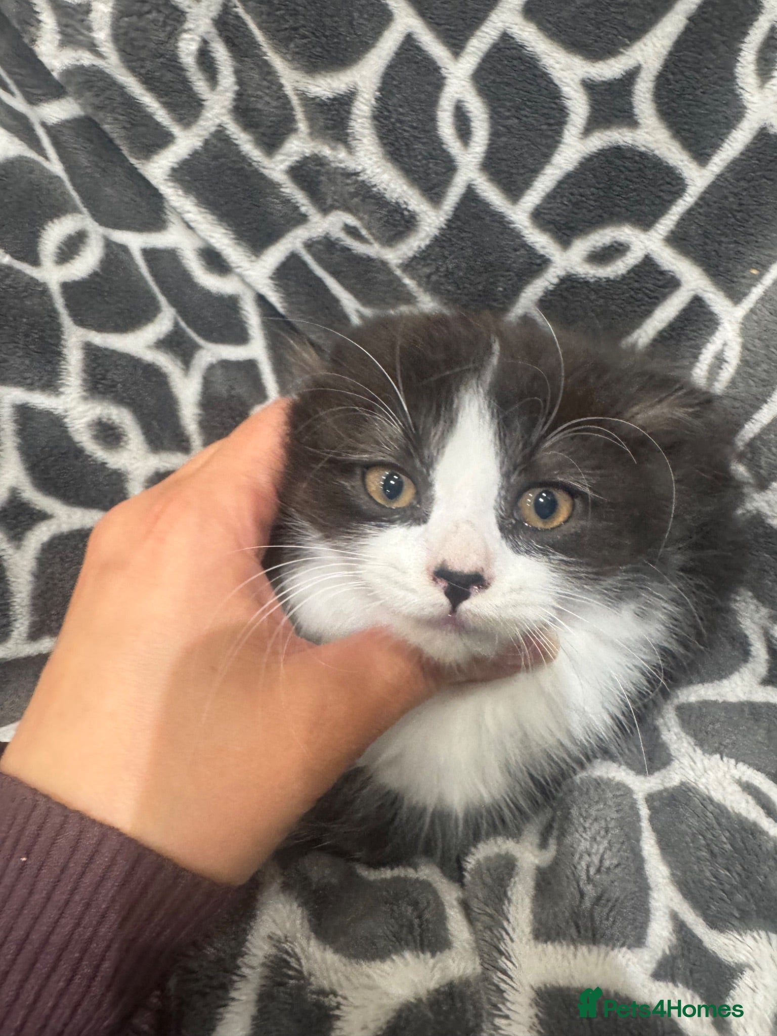 Mixed Breed cats Half British short kitten  - Advert 1