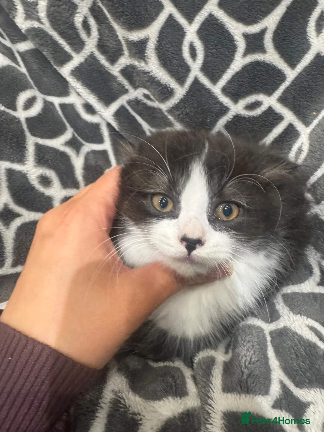 Mixed Breed cats for sale: Half British short kitten  - Advert 1
