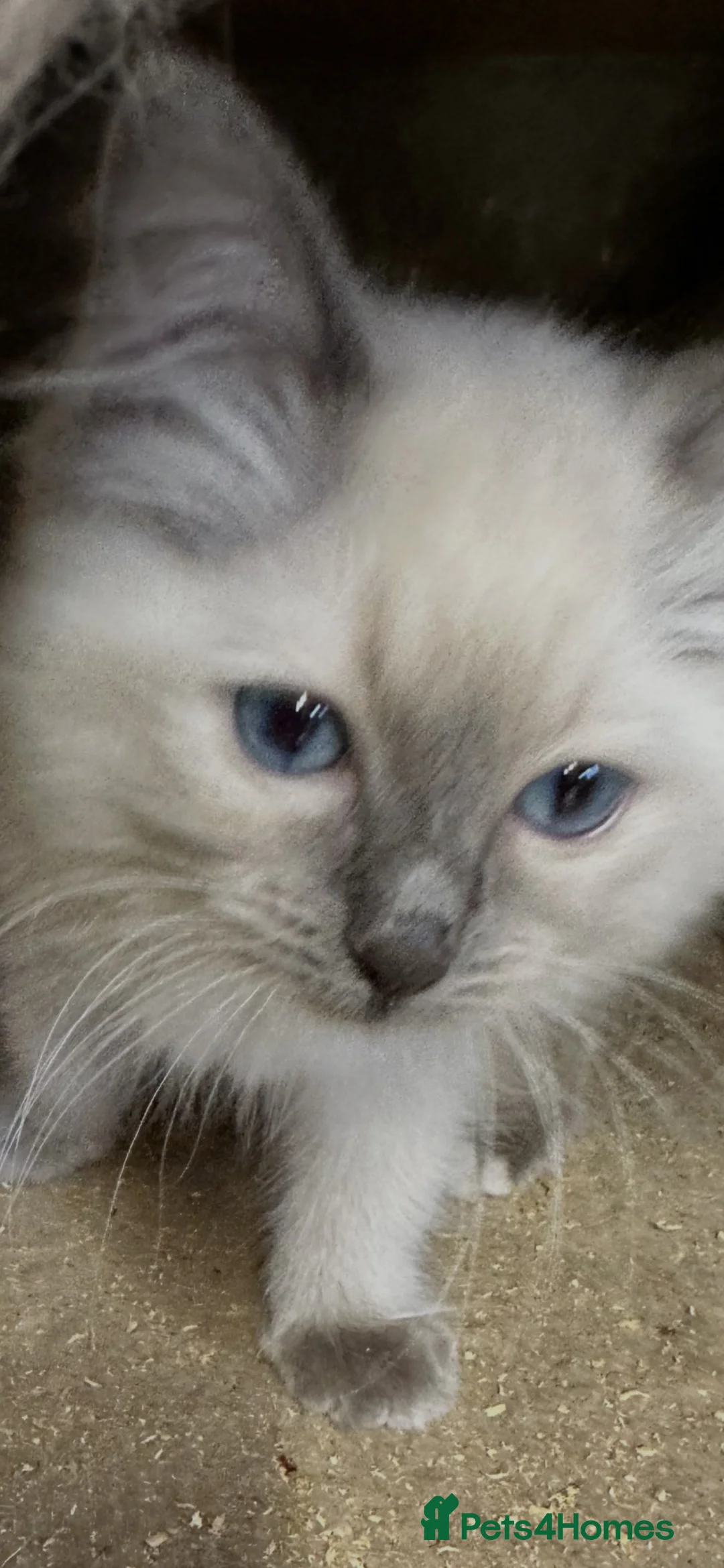 Ragdoll cats for sale: Ragdoll kittens  - Advert 8