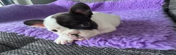 French Bulldog dogs for sale: STUNNING FRENCH BULLDOG PUPPIES - Advert 13