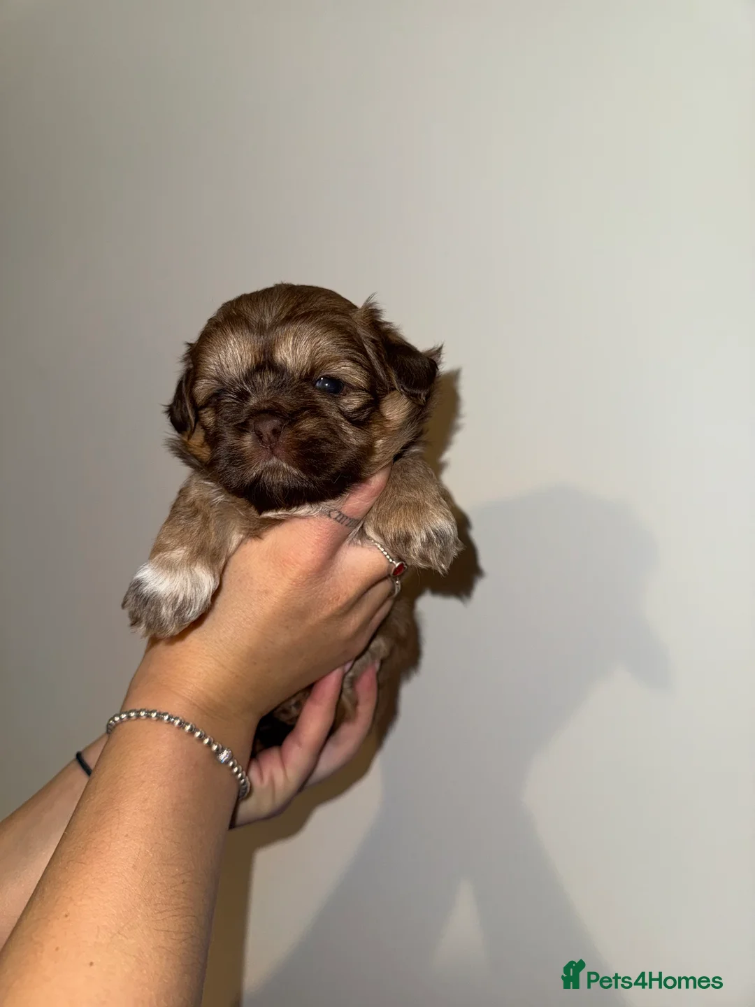Shih Tzu dogs for sale: Shih Tzu - Advert 13