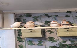 Finches birds for sale: exhibition  zebra finch - Image 2