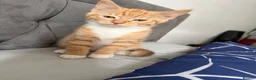Mixed Breed cats for sale: Maine coon mixed kitten clever and very very sweet in Chelmsford - Advert 5