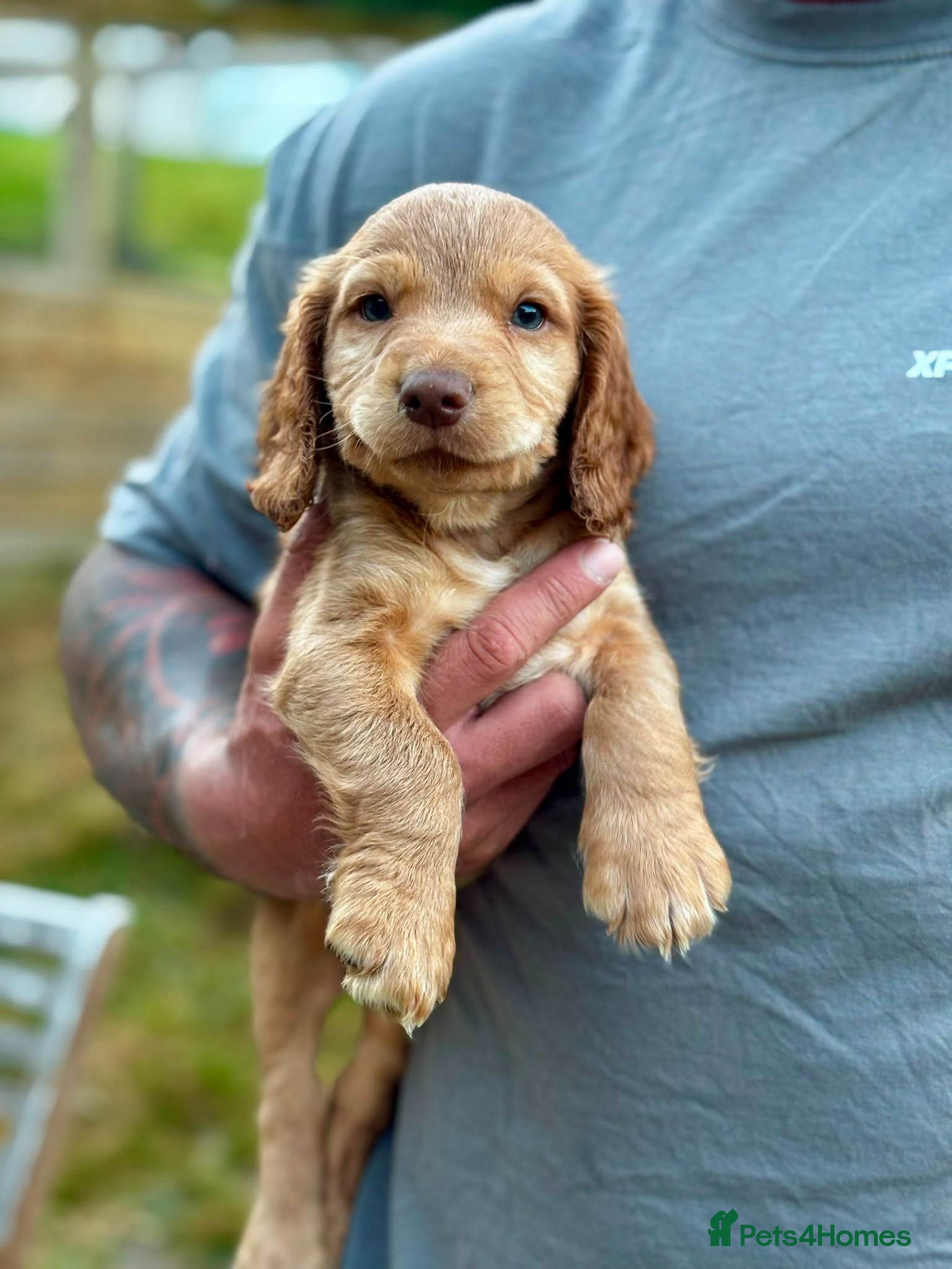 Cocker Spaniel dogs *LAST PUPPY LEFT* Beautiful Working Cocker Spaniel - Advert 1