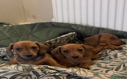 Miniature Dachshund dogs for sale: 🌭 Little Sausages Looking for Big Love! ❤️🐾 - Image 23