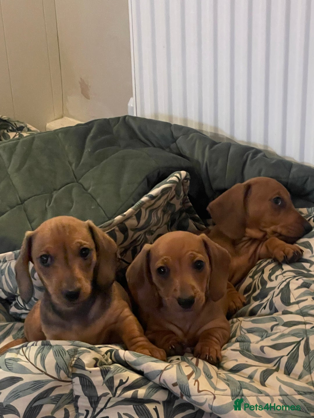 Miniature Dachshund dogs for sale: 🌭 Little Sausages Looking for Big Love! ❤️🐾 - Image 23