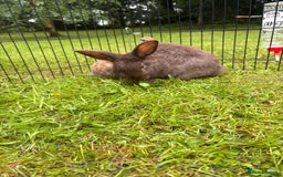 Mini Lion Lop rabbits for sale: Super friendly and loving babies - Image 4