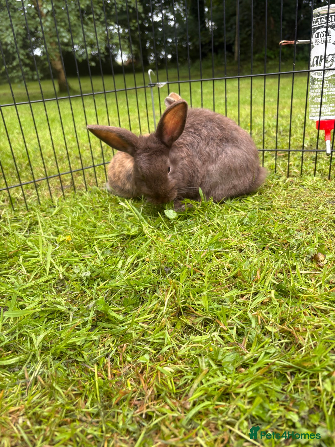 Mini Lion Lop rabbits for sale: Super friendly and loving babies - Image 4