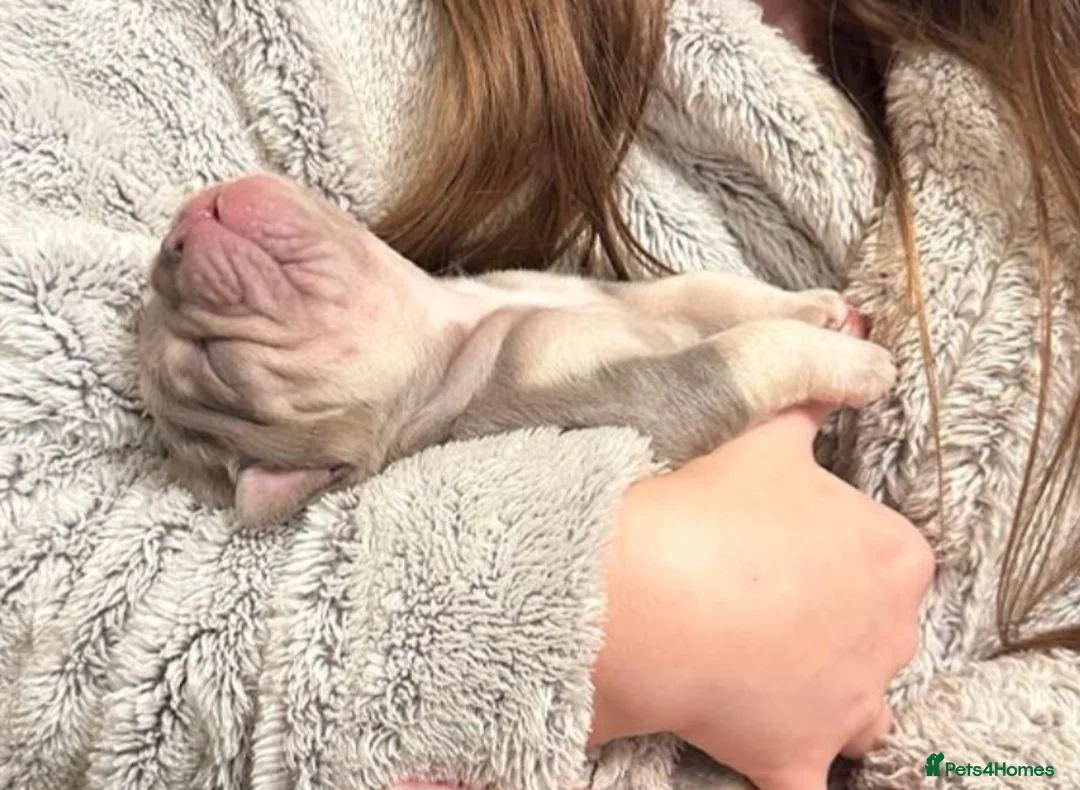 French Bulldog dogs for stud: KC TOP DRAW STUD Ramsgate  in Ramsgate - Advert 13