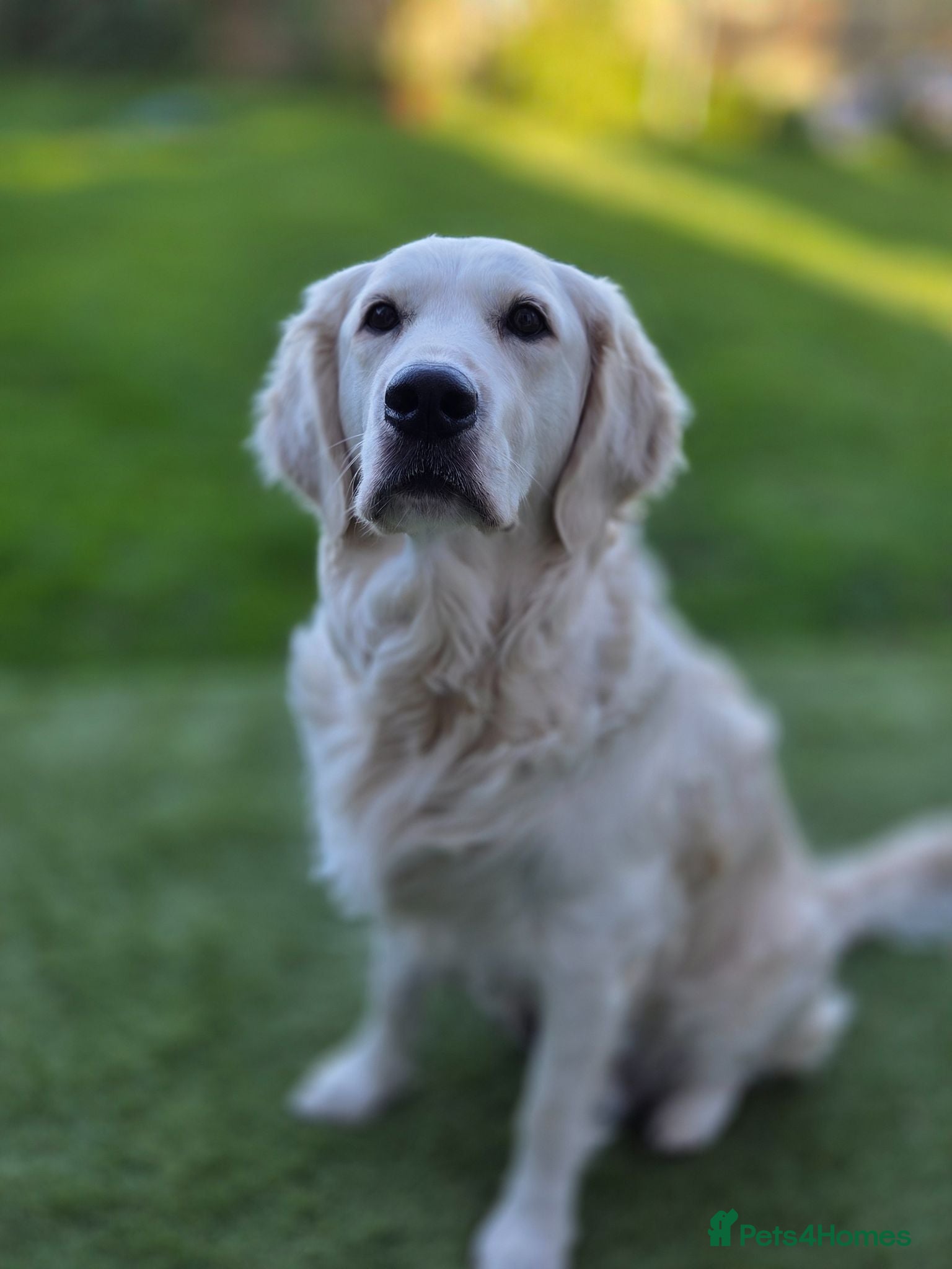 Golden Retriever dogs ✨ viewings start 20th June KC puppies 🐾 - Advert 8
