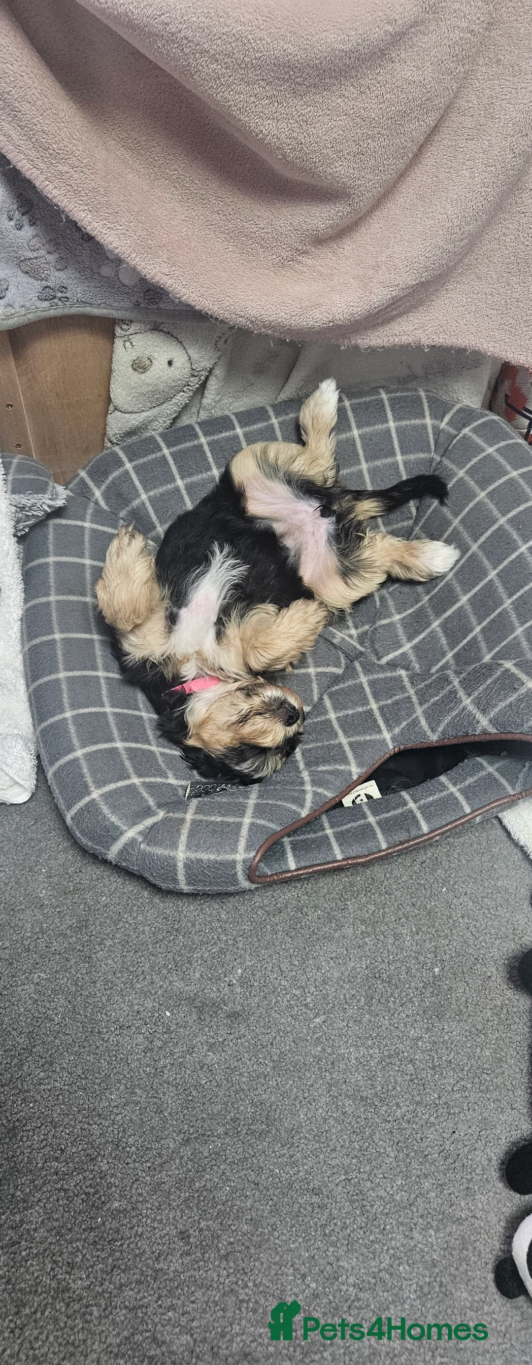 Mixed Breed dogs for sale: Yorkshire terrier X puppies  - Advert 12