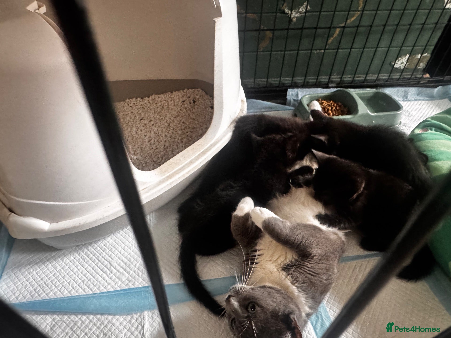 Mixed Breed cats Mixed kittens  - Advert 7