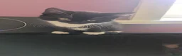 Mixed Breed cats for sale: 4 beautiful kittens for sale  in Burnley - Advert 4