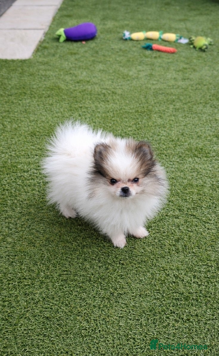 Pomeranian dogs Last boy remaining  - Advert 8