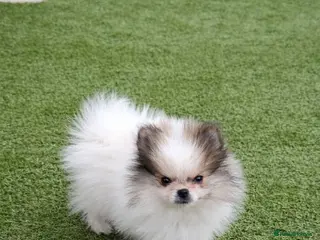 Pomeranian dogs Last boy remaining - Advert 8