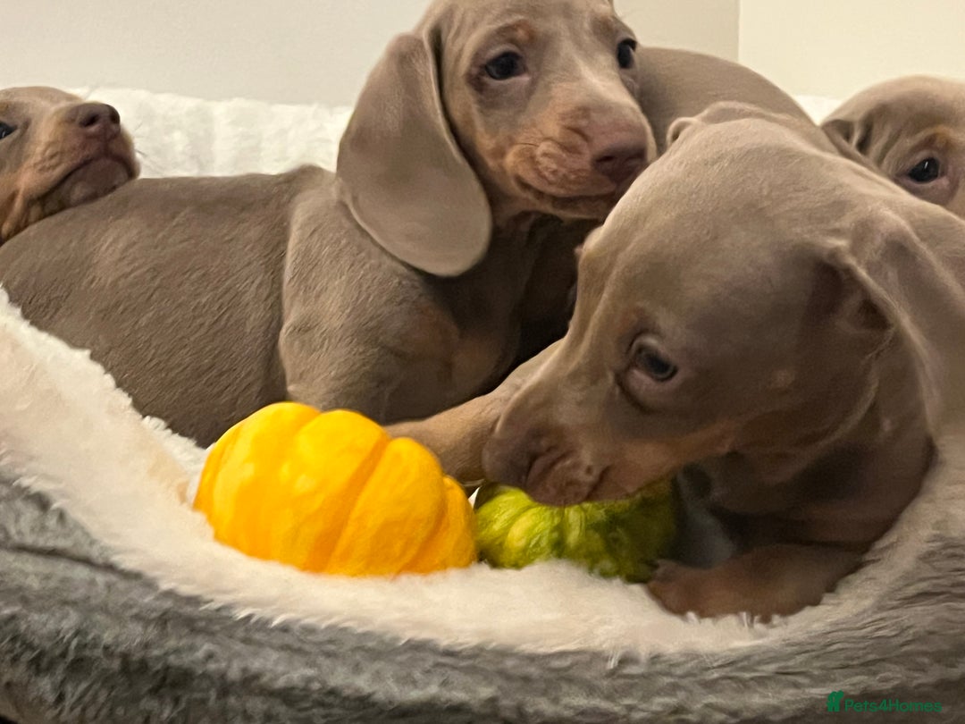 Dachshund dogs for sale: Beautiful Isabella pups exceptional quality  - Image 27