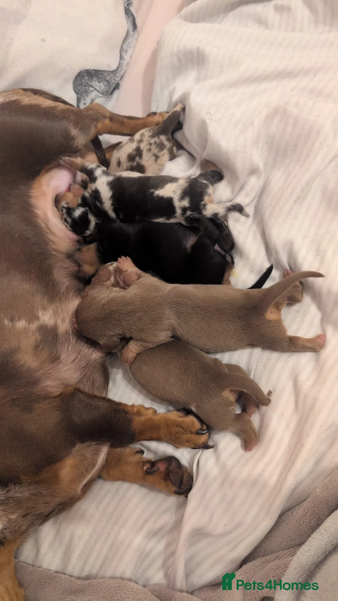 Miniature Dachshund dogs for sale: miniature dachshund puppies litter of 5 - Advert 6