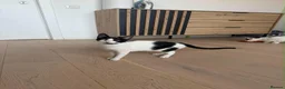 Mixed Breed cats for adoption: Mary - Norwich Norfolk  - Advert 5