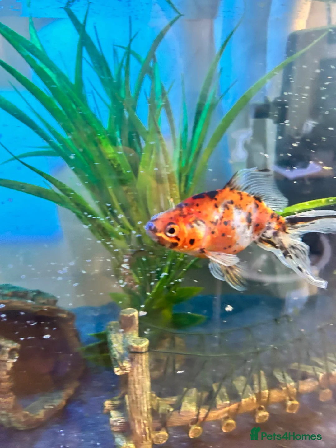 Goldfish fish for sale: 2 x goldfish for adoption with free tank - Advert 2