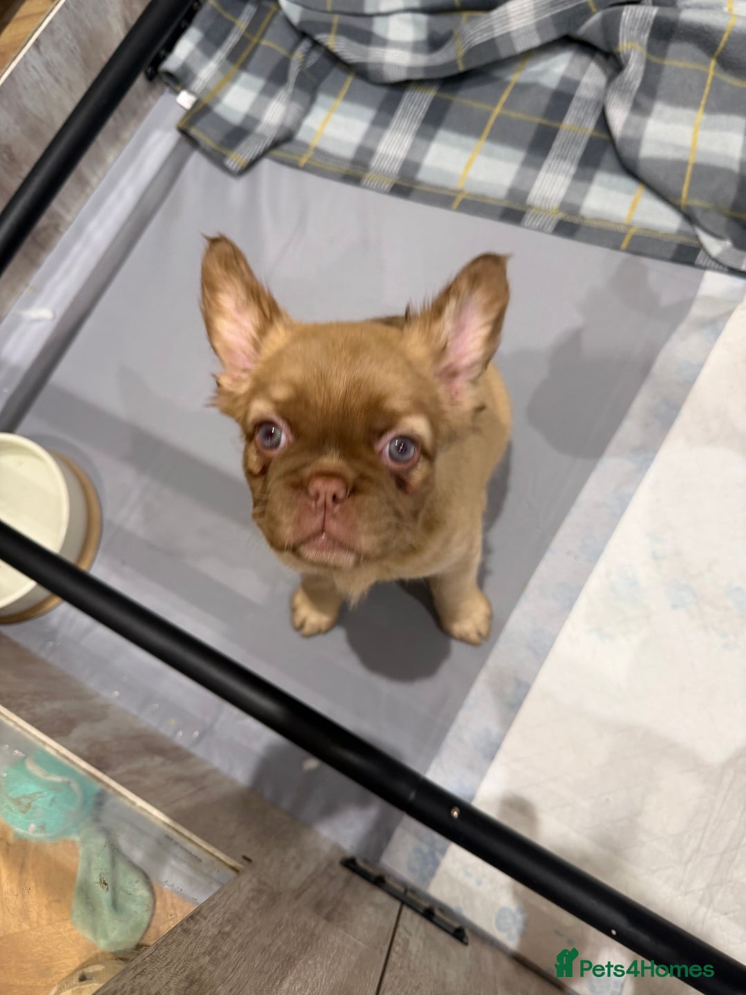 French Bulldog dogs for sale: Fluffy frenchbulldogs for sale  - Advert 2