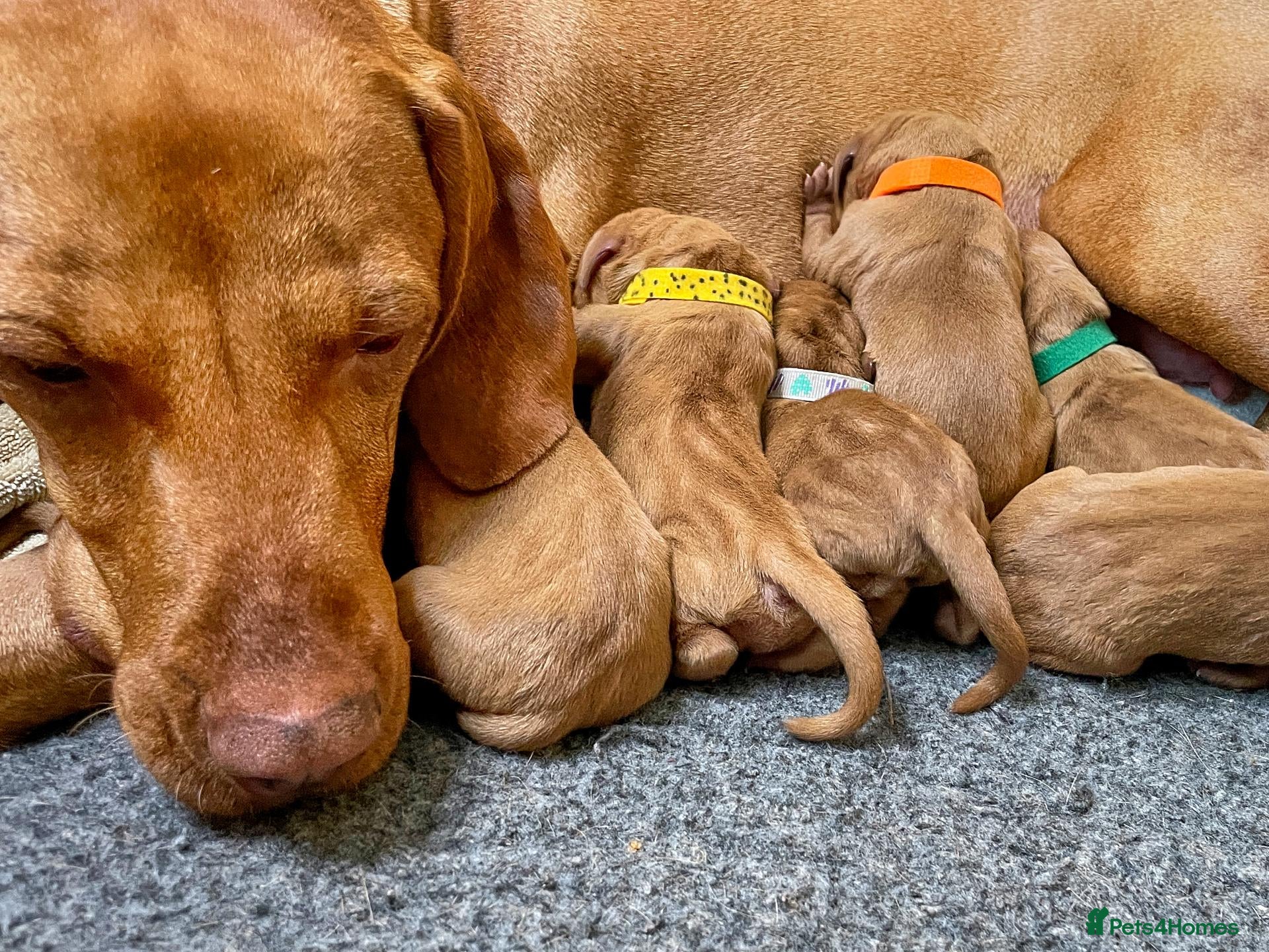 Hungarian Vizsla dogs HUNGARIAN VIZSLA PEDIGREE PUPS • ALFORD SCOTLAND - Advert 7